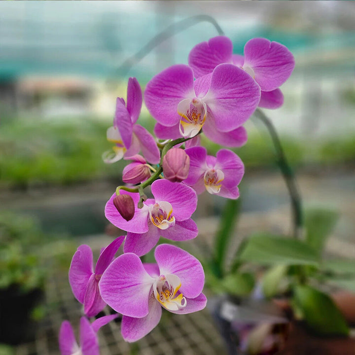 Phalaenopsis Orchid  Flower seeds for Planting - Premium Quality, Heirloom & GMO Free Seeds for Home Garden, 100pcs
