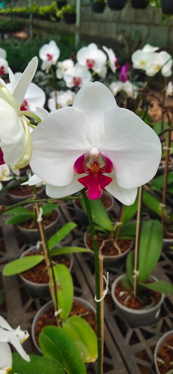 Burgundy White Phalaenopsis Orchids Seeds Flower Seeds for Planting | Heirloom Non-GMO High Germination