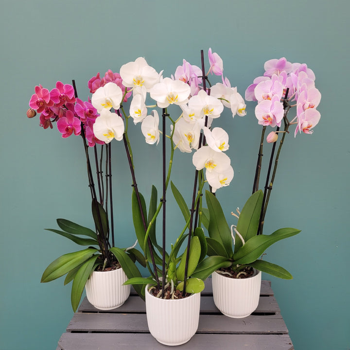 Mixed Phalaenopsis Orchid Flower Seeds for Planting – Heirloom, Non-GMO, High Germination Organic Garden Seeds