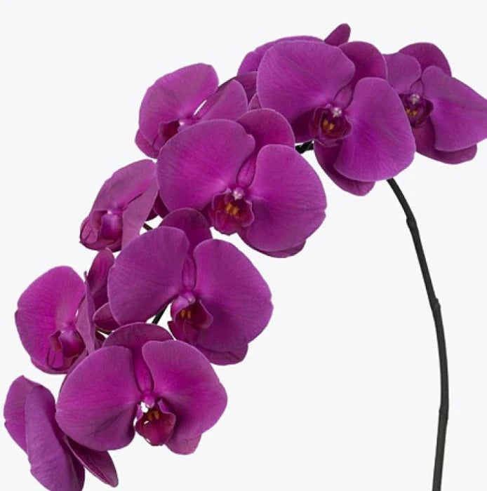 Purple Phalaenopsis Flower Seeds for Planting Heirloom Non-GMO High Germination Organic Garden Seeds