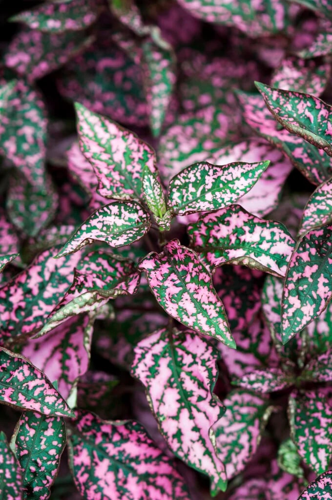 Pink Green Hypoestes Splash Flower Seeds for Planting – Heirloom Non-GMO, High Germination Organic Garden Seeds