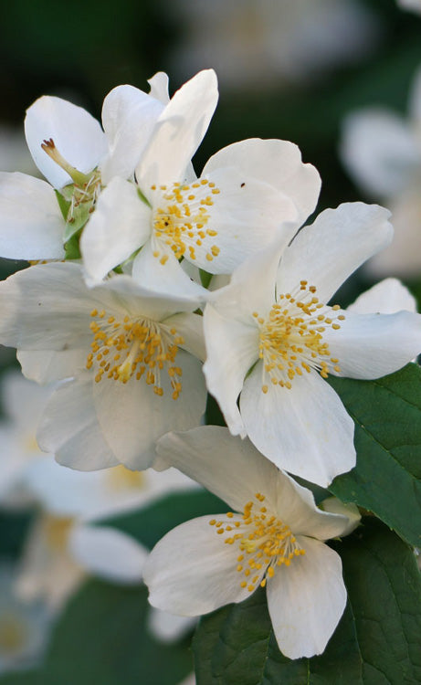 Philadelphus Coronarius Flower Seeds for Planting – Heirloom Non-GMO, High Germination Organic Garden Seeds