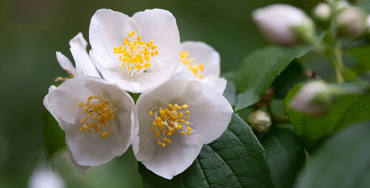 Philadelphus Coronarius Flower Seeds for Planting – Heirloom Non-GMO, High Germination Organic Garden Seeds