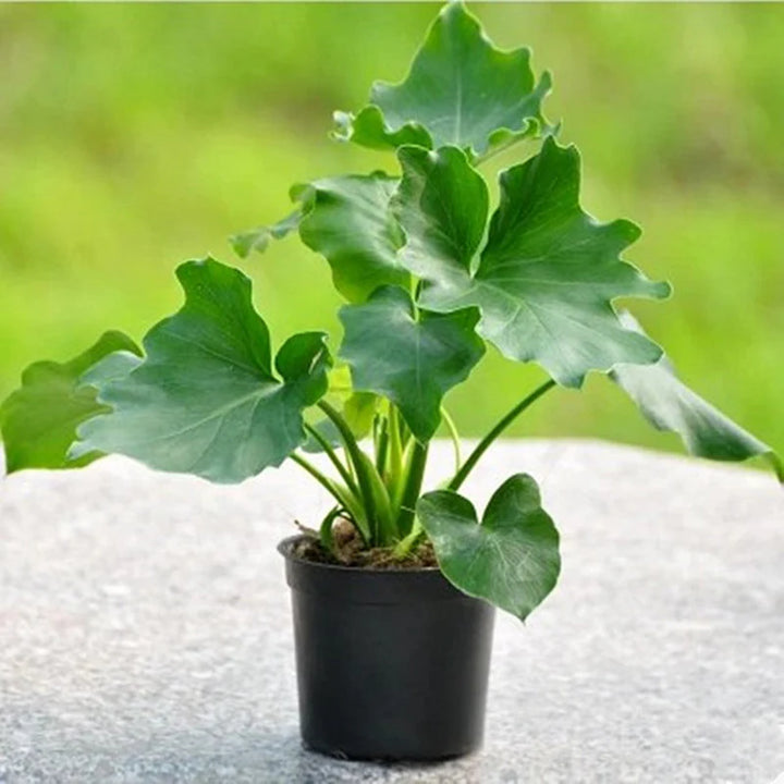 Futaba Philodendron Selloum Koch Herb Seeds for Planting – Heirloom, Non-GMO, Organic Garden Seeds with High Germination