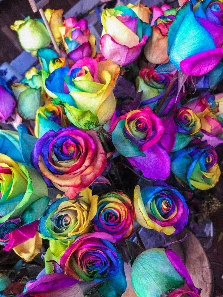 Rainbow Rose Flower Seeds for Planting – Easy to Grow, Heirloom & Non-GMO Home Garden Seeds
