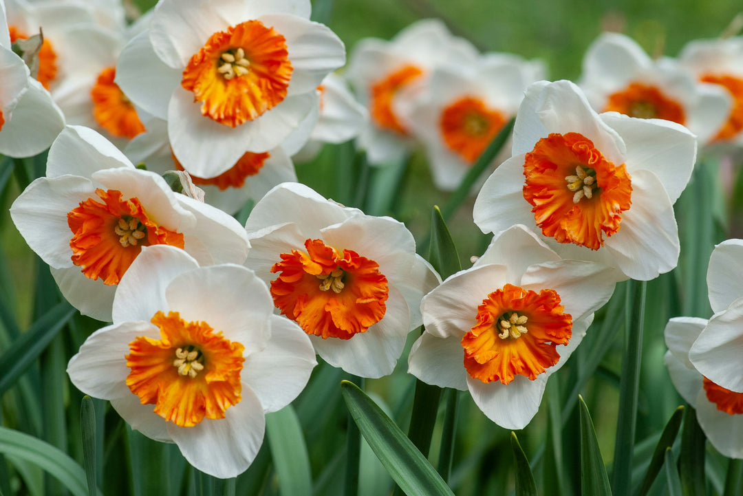 Daffodil White Orange Flower Seeds for Planting – Heirloom, Non-GMO, High Germination Organic Garden Seeds
