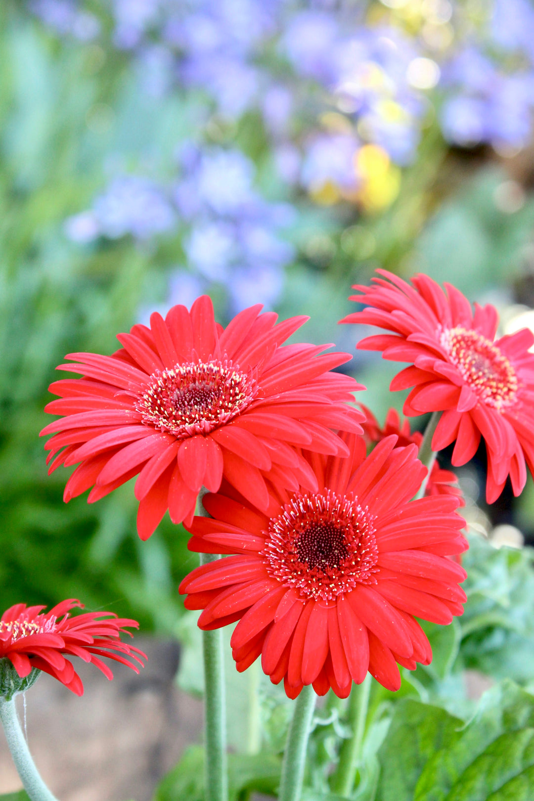 Red Gerbera Flower Seeds for Planting – Pollinator Friendly, Heirloom, Non-GMO, High Germination Organic Garden Seeds