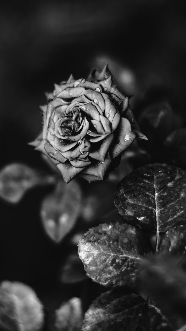 Dark Grey Rose Flower Seeds for Planting – Heirloom, Non-GMO Wildflower Mix, High Germination Seeds