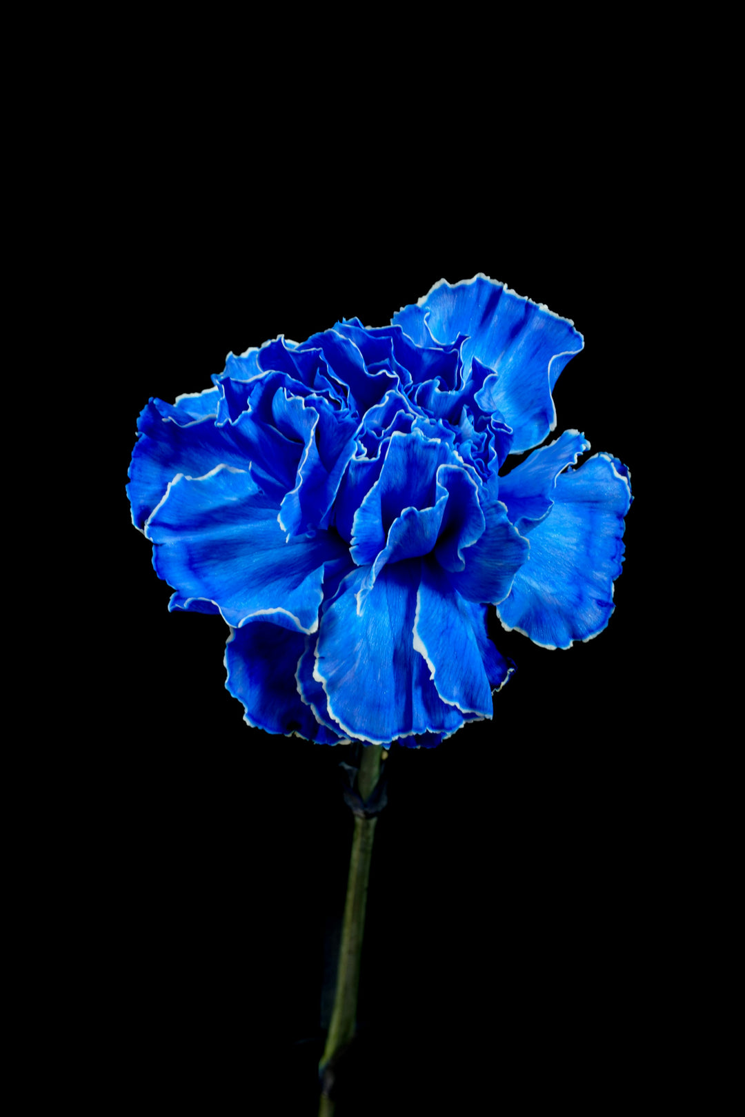 Dark Blue Carnation Flower seeds for Planting – Fragrant Blossoms, Heirloom, Non-GMO Home Garden