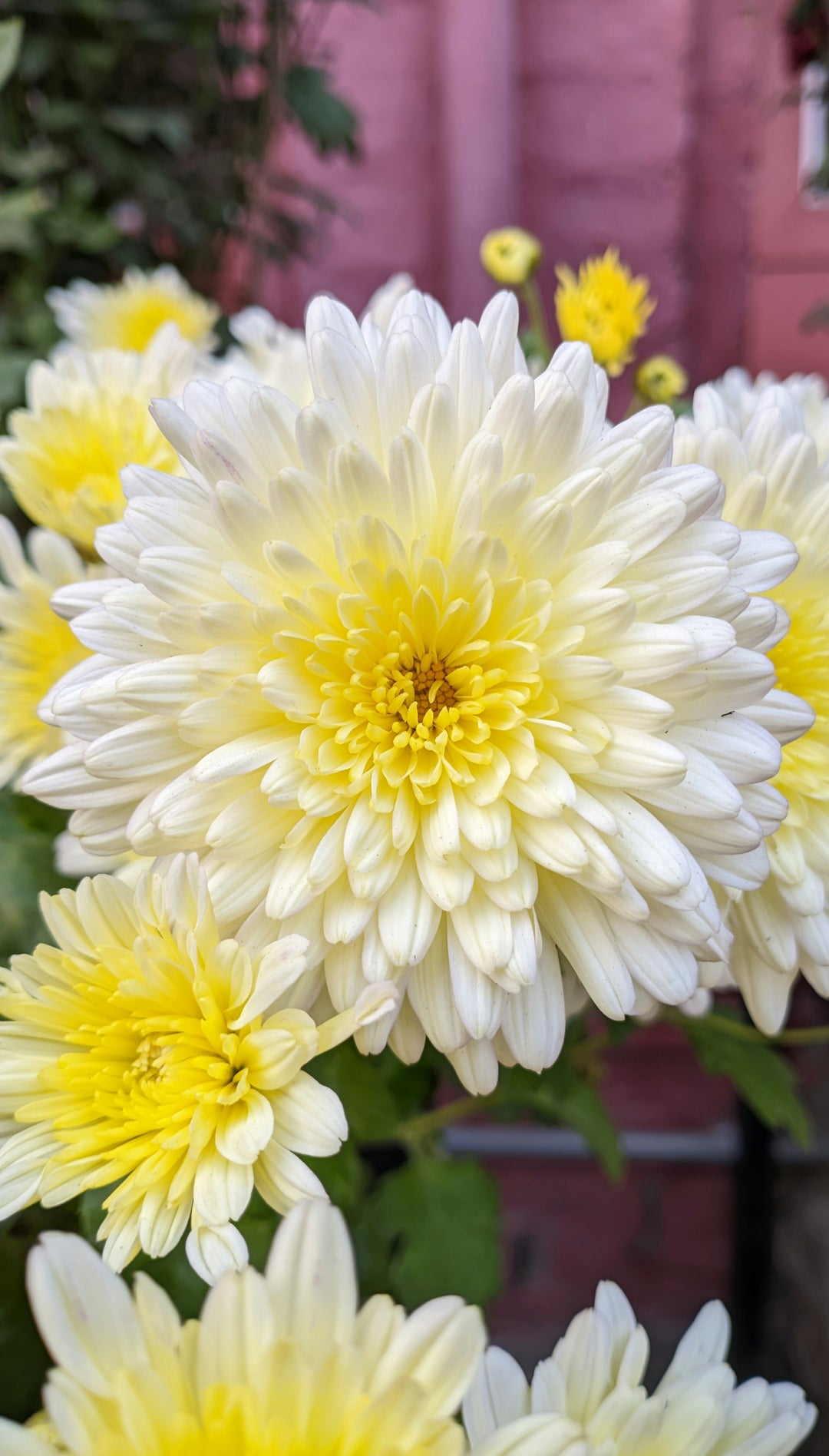 Yellow White Chrysanthemum Flower Seeds for Planting – Heirloom Non-GMO, High Germination Organic Garden Seeds