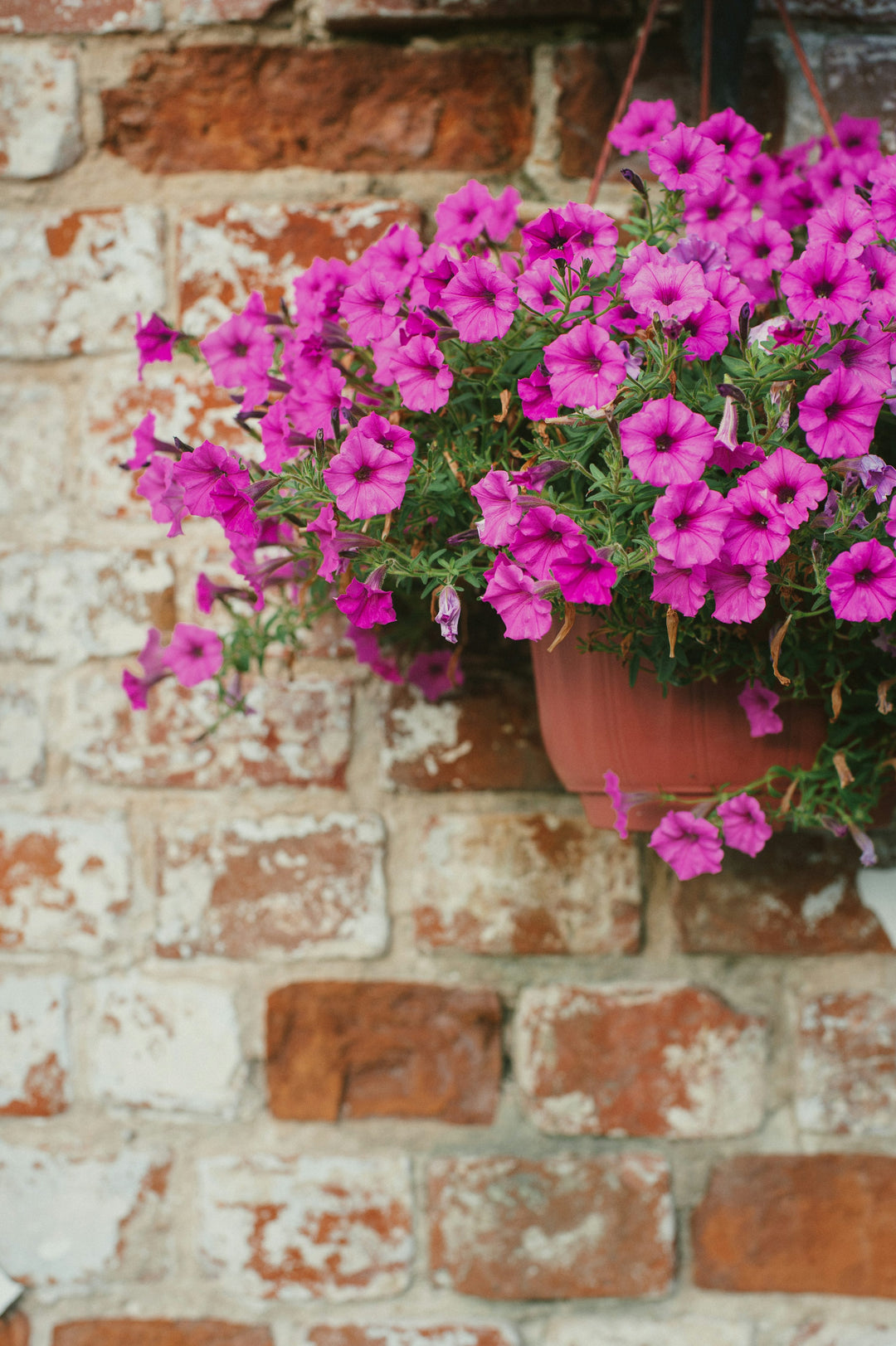 Brick Pink Hanging Petunia Flower Seeds for Planting – Heirloom, Non-GMO, Easy to Grow Garden Blooms