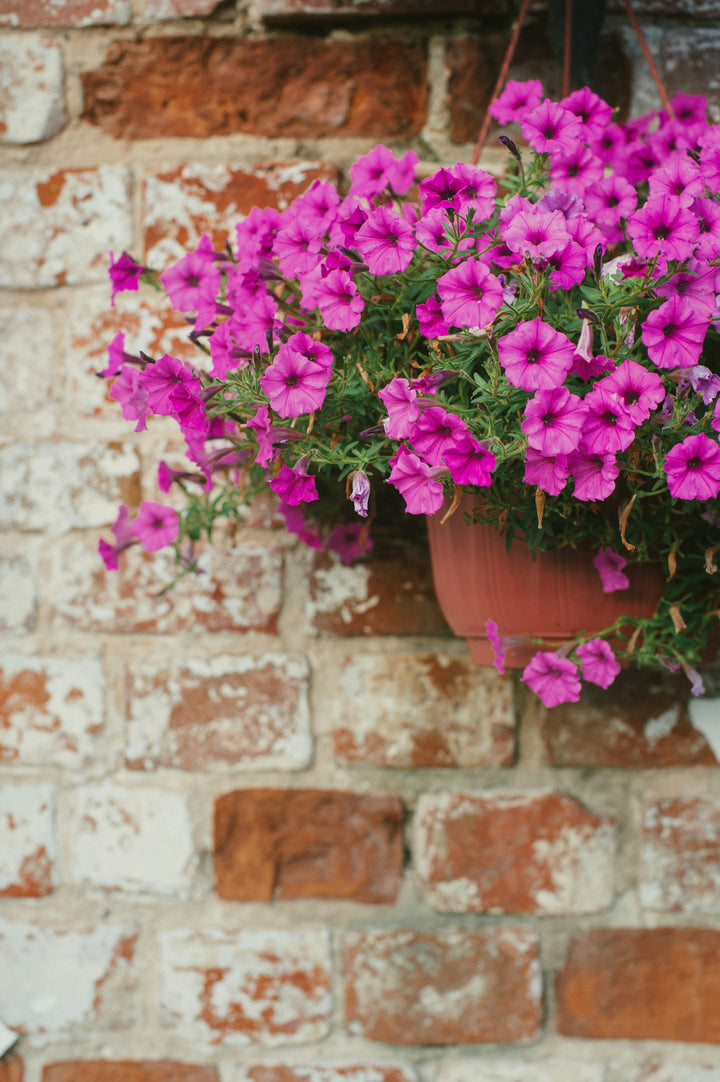 Brick Pink Hanging Petunia Flower Seeds for Planting – Heirloom, Non-GMO, Easy to Grow Garden Blooms