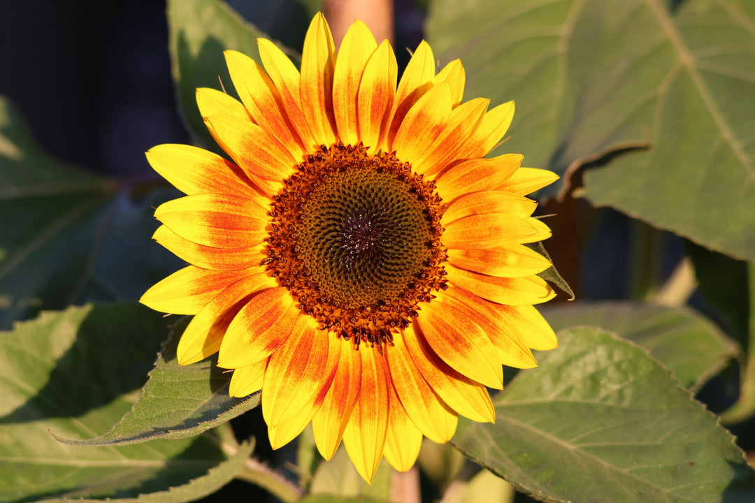 Sunflower Yellow Orange Flower Seeds for Planting – Wildflower Mix, Heirloom Non-GMO Organic Garden Seeds