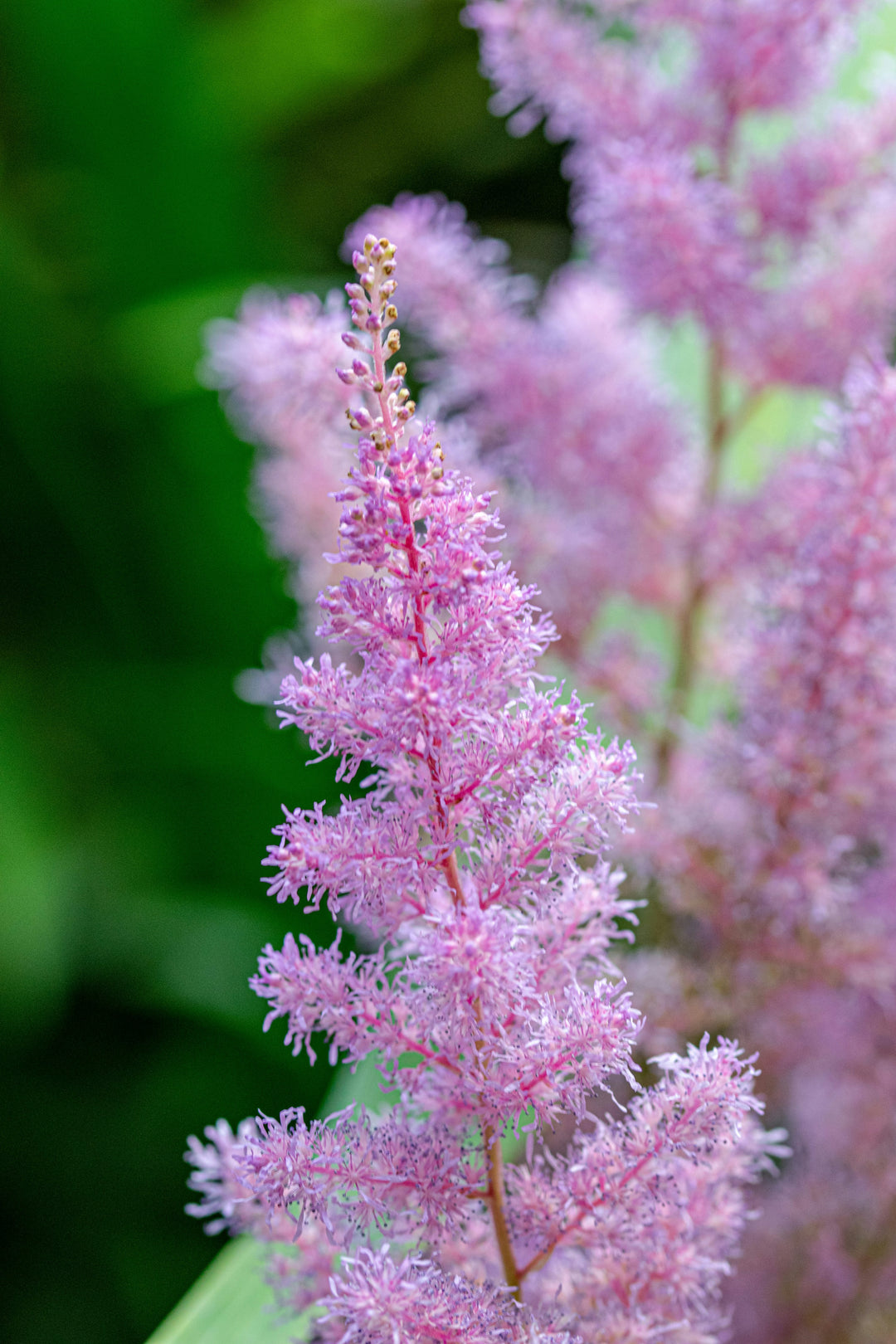 Pink Astilbe Flower Seeds for Planting – Heirloom Non-GMO, High Germination Organic Garden Seeds