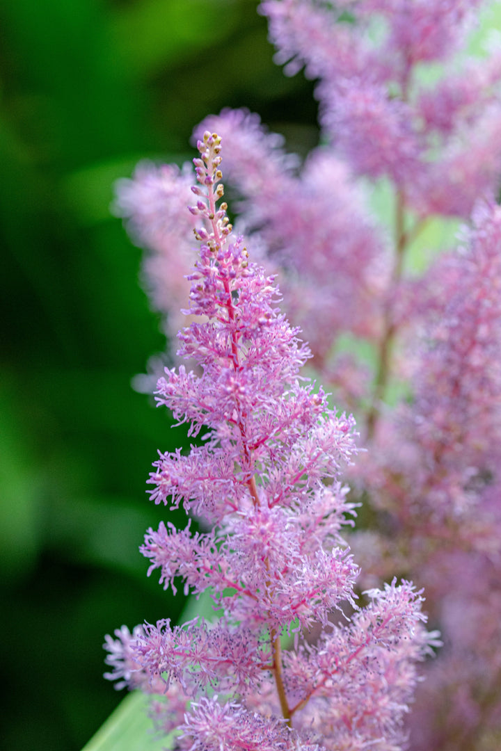 Pink Astilbe Flower Seeds for Planting – Heirloom Non-GMO, High Germination Organic Garden Seeds