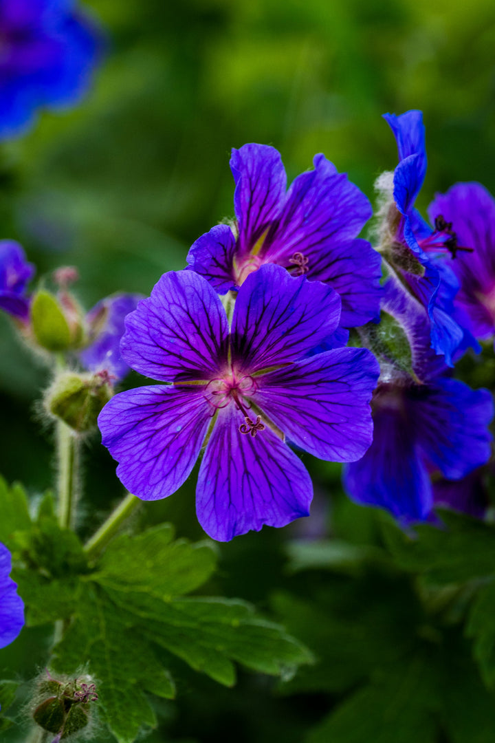 Blue Violet Geranium Flower Seeds for Planting – Heirloom, Non-GMO, Low Maintenance Organic Garden Seeds