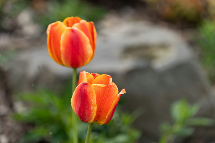 Red Orange Tulip Flower Seeds – Premium Quality, Heirloom & Non-GMO for Home Garden