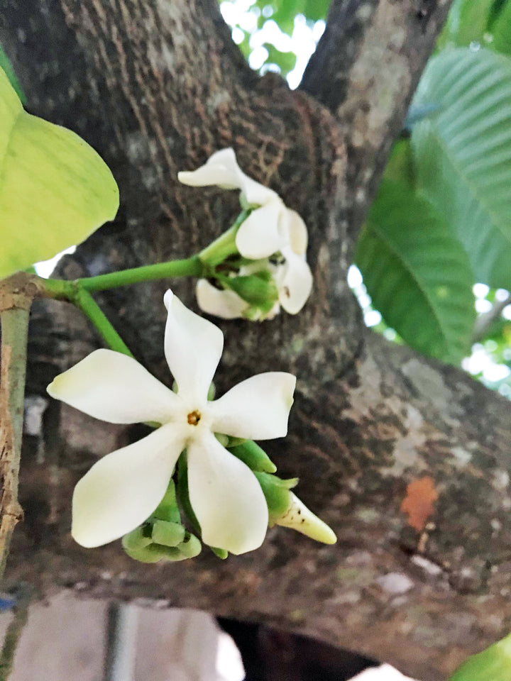 Voacanga Flower Seeds for Planting – Heirloom Non-GMO, High Germination Organic Garden Seeds, Fragrant Blossoms