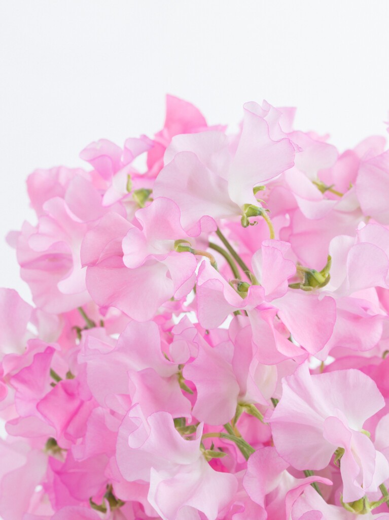 Light Pink Sweet Pea Flower Seeds for Planting – Heirloom, Non-GMO, Pollinator Friendly, High Germination