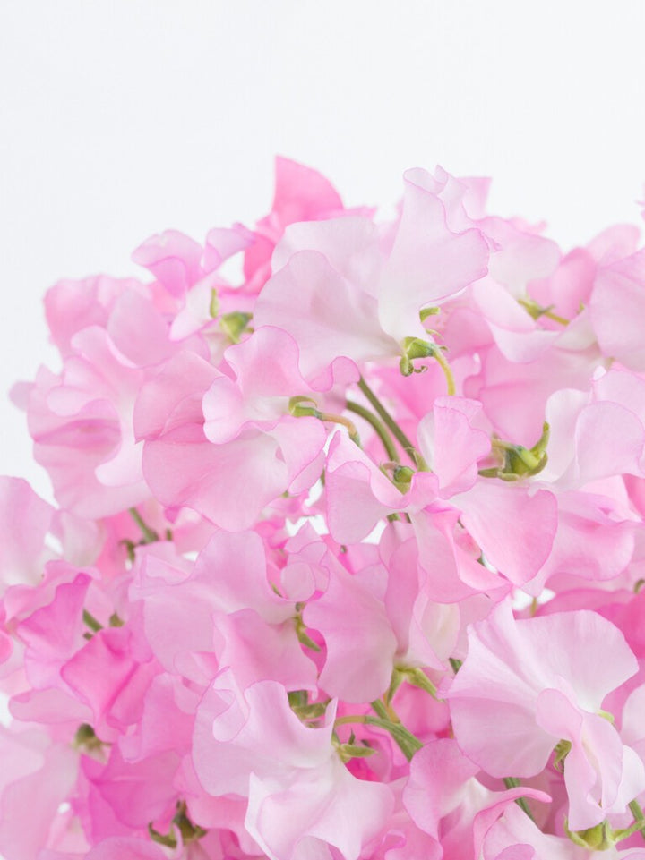 Light Pink Sweet Pea Flower Seeds for Planting – Heirloom, Non-GMO, Pollinator Friendly, High Germination