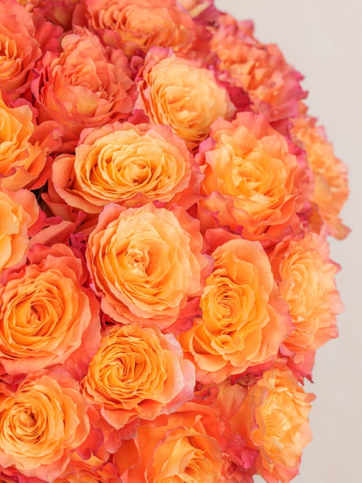 Orange Mix Rose Flower Seeds for Planting – Heirloom, Non-GMO, High Germination Garden Seeds