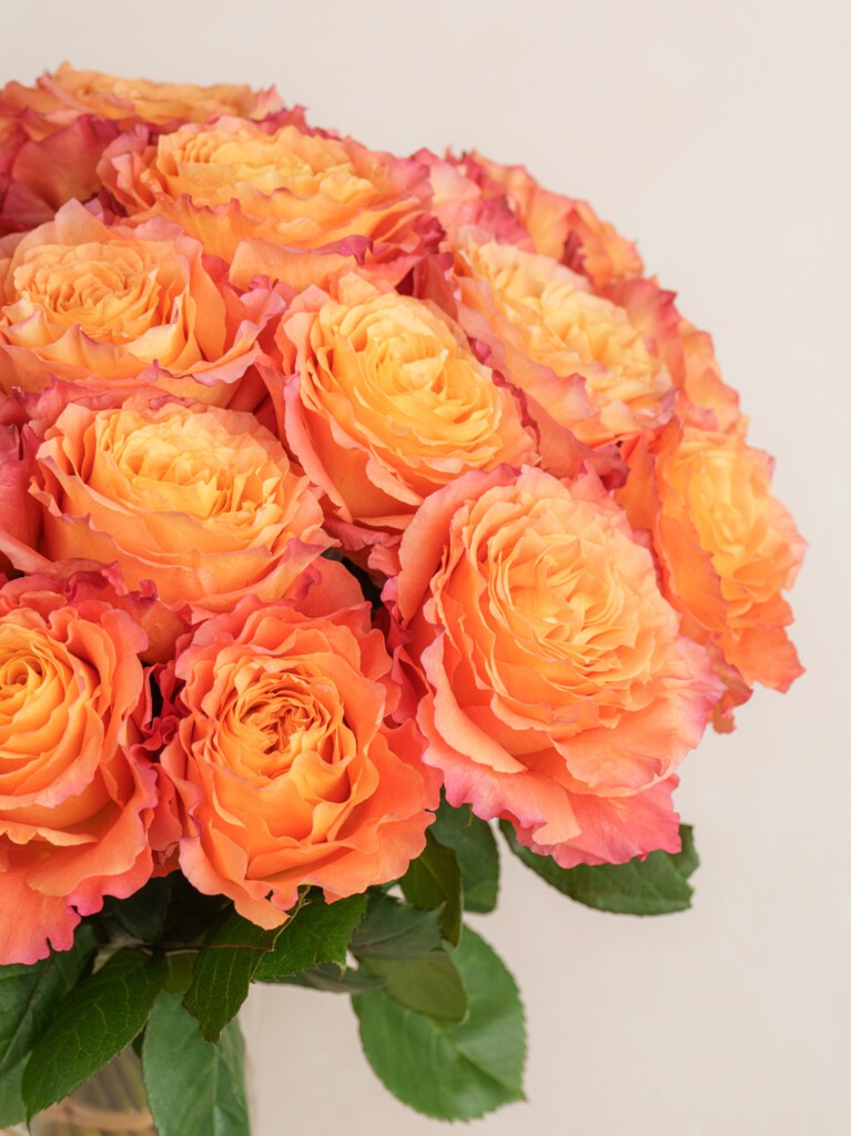 Orange Mix Unique Roses Flower Seeds for Planting – Heirloom, Non-GMO, High Germination Garden Seeds
