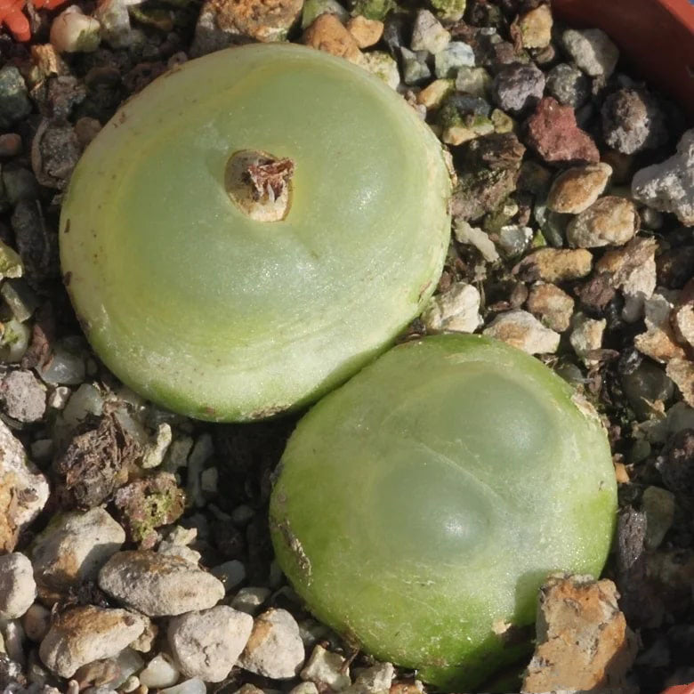 Green Conophytum Ratum Flower Seeds for Planting – Heirloom, Non-GMO, Organic Garden Seeds