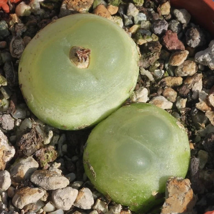 Green Conophytum Ratum Flower Seeds for Planting – Heirloom, Non-GMO, Organic Garden Seeds