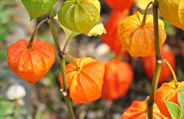 Orange Tomatillo Vegetable Seeds for Planting – Heirloom & Non-GMO Seeds for Tangy Salsa Garden Harvests
