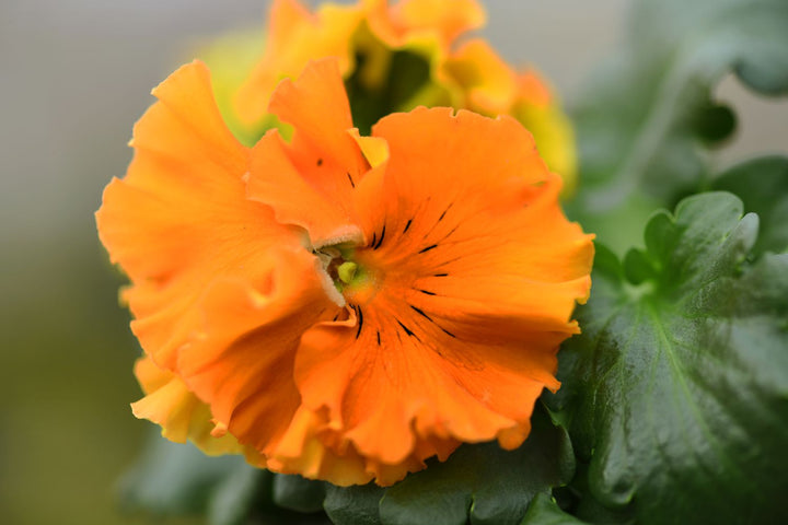 Light Orange Cerasus Flower Seeds for Planting - Heirloom, Non-GMO, High Germination Organic Garden Seeds
