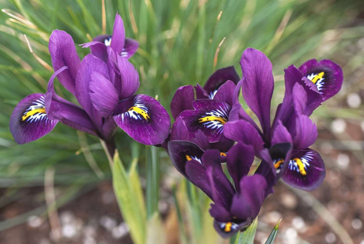 Thick Purple Flower Seeds for Planting – Heirloom Non-GMO, High Germination Organic Garden Seeds