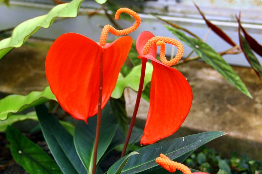 Pigtail Anthurium Flower Seeds for Planting – Heirloom, Non-GMO, High  Germination
