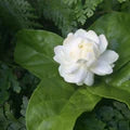 Jasminum Flower Seeds for Planting – Heirloom, Non-GMO Cut-Flower Favorite Organic Garden Seeds
