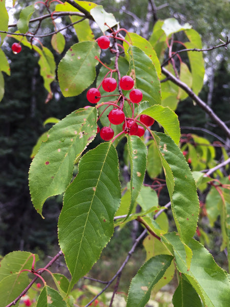 Pin Cherry Prunus Pensylvanica Fruit Seeds for Planting – Heirloom, Non-GMO, Juicy Red Cherry Seeds, High Germination