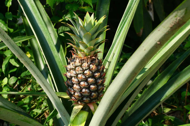 Brown Pineapple Fruit Seeds for Planting – Heirloom, Non-GMO Tropical Flavorful Garden Fruit Seeds