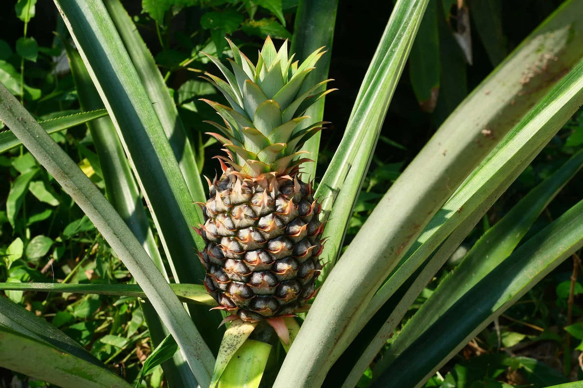 Brown Pineapple Fruit Seeds for Planting – Heirloom, Non-GMO Tropical Flavorful Garden Fruit Seeds