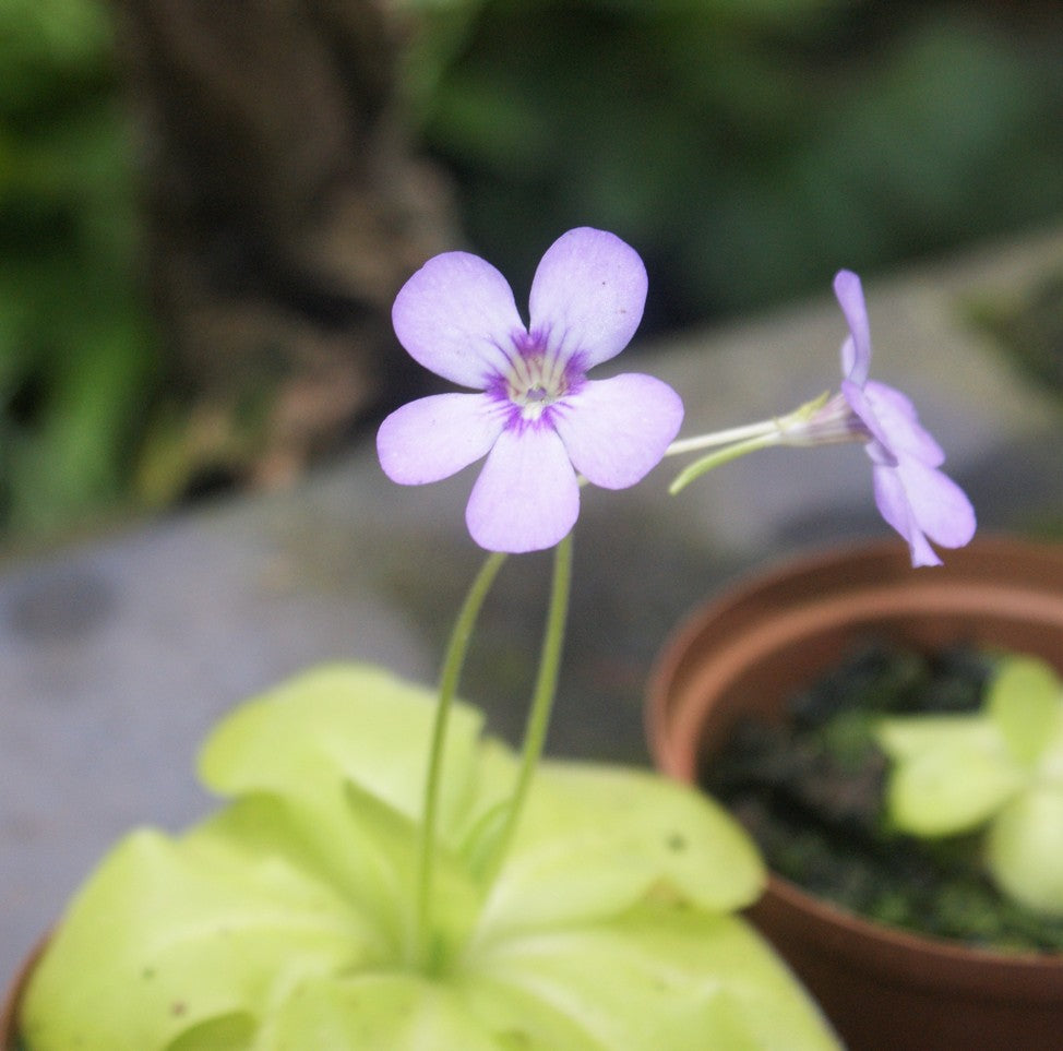 Butterwort Purple Flower Seeds for Planting – Heirloom, Non-GMO, High Germination Organic Garden Seeds