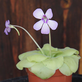 Butterwort Purple Flower Seeds for Planting – Heirloom, Non-GMO, High Germination Organic Garden Seeds
