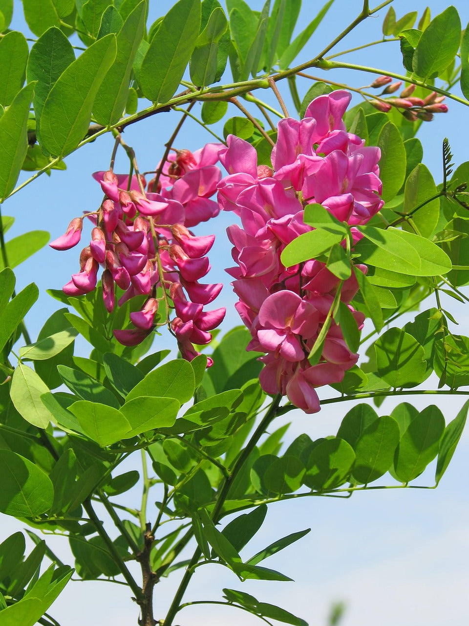 Pink Acacia Flower Seeds for Planting – Heirloom, Non-GMO, High Germination Organic Garden Seeds