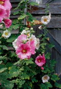 Pink Hollyhock Flower Seeds for Planting – Heirloom, Non-GMO, High Germination Organic Garden Seeds
