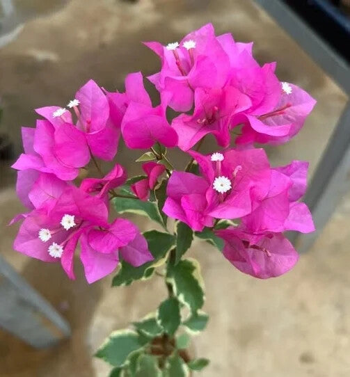Pink Bougainvillea Flower Seeds for Planting – Heirloom Non-GMO, High Germination Organic Garden Seeds