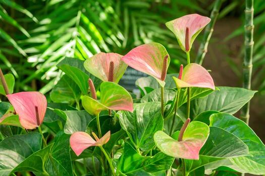 Green Pink Anthurium Andraeanum Flower Seeds for Planting – Heirloom, Non-GMO, Long Bloom Season