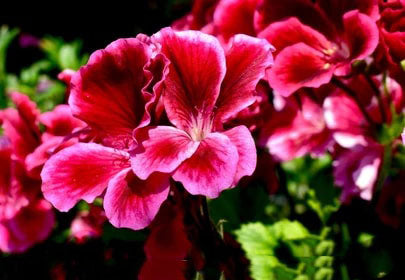 Pink Maroon Pelargonium Flower Seeds for Planting – Heirloom, Non-GMO Wildflower Mix, High Germination