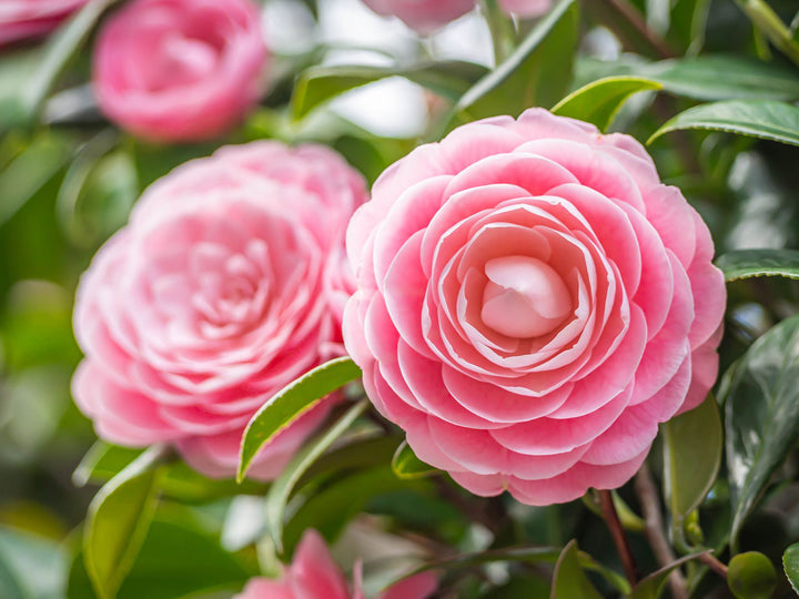 Camelia Flower Seeds for Planting - Heirloom, Non-GMO, Drought Tolerant Organic Garden Seeds
