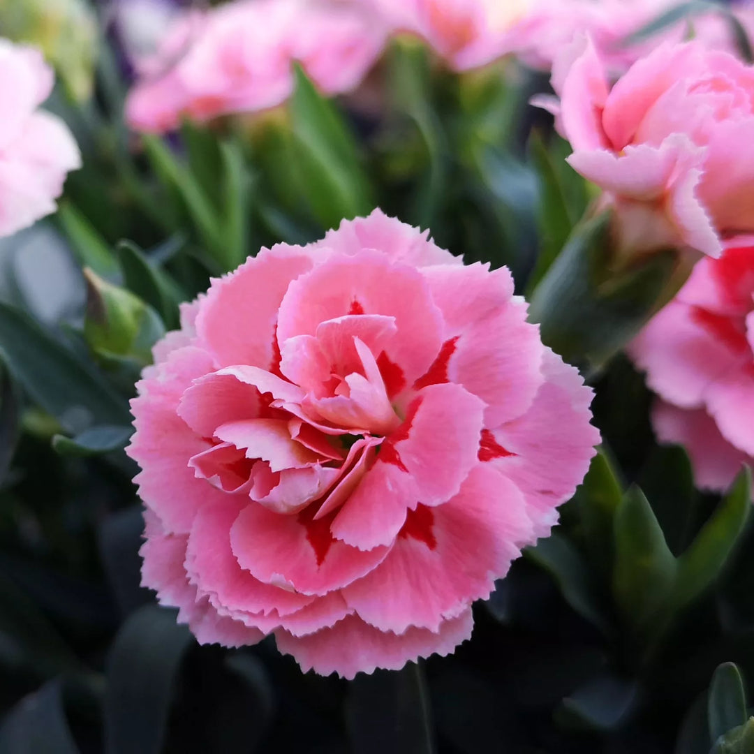 Pink Carnation Flower Seeds for Planting – Heirloom, Non-GMO, High Germination Organic Garden Seeds