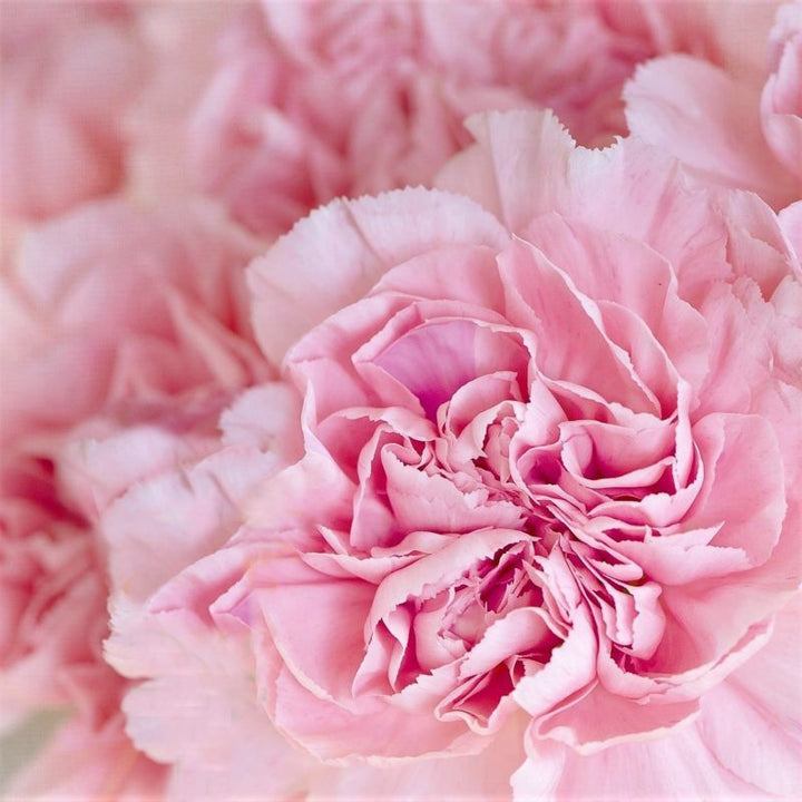 Light Pink Carnation Flower Seeds for Planting – Heirloom, Non-GMO, High Germination Organic Garden Seeds