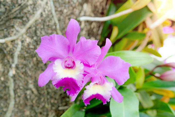 White Pink Cattleya Hybrida Flower Seeds for Planting – Heirloom Non-GMO, High Germination Organic Garden Seeds