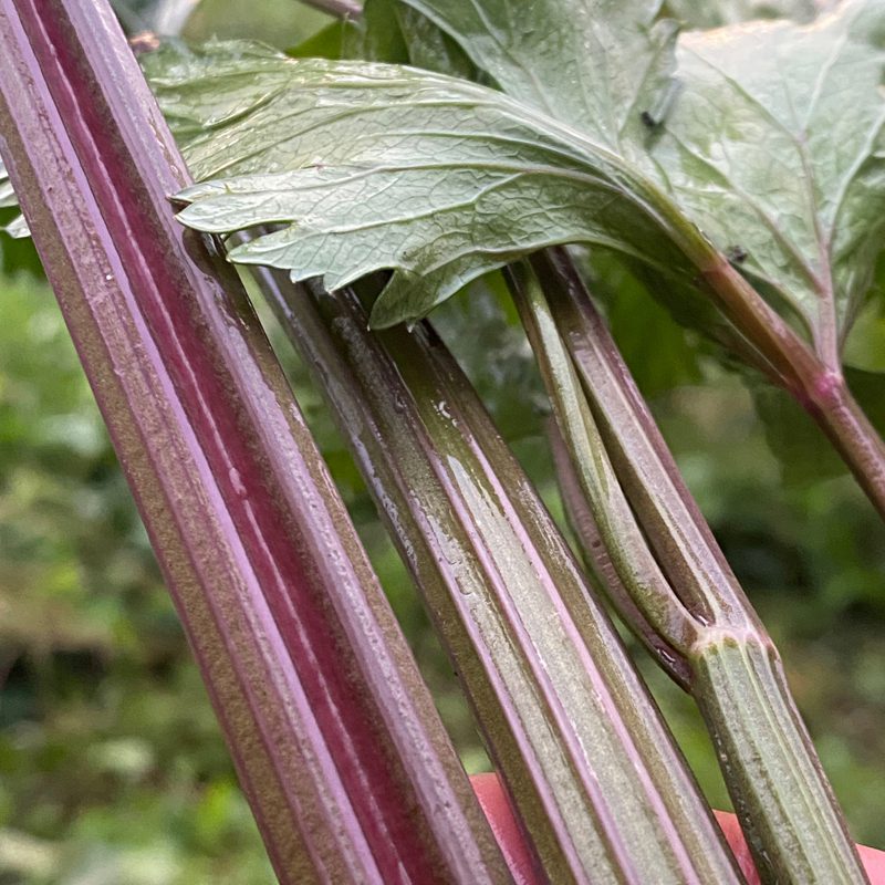 Pink Plume Celery Seeds for Planting – Heirloom, Non-GMO, Colorful Tender Vegetable – High Germination