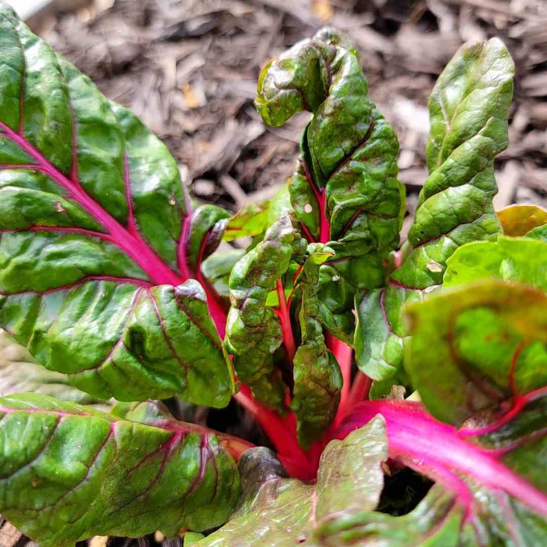 Pink Swiss Chard Seeds for Planting – Heirloom, Non-GMO, Colorful Leafy Vegetable – High Germination