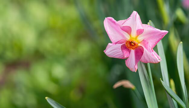 Baby Pink Daffodil Flower Seeds for Planting – Heirloom, Non-GMO, High Germination Organic Garden Seeds